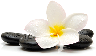 pbmit-lotus-flower